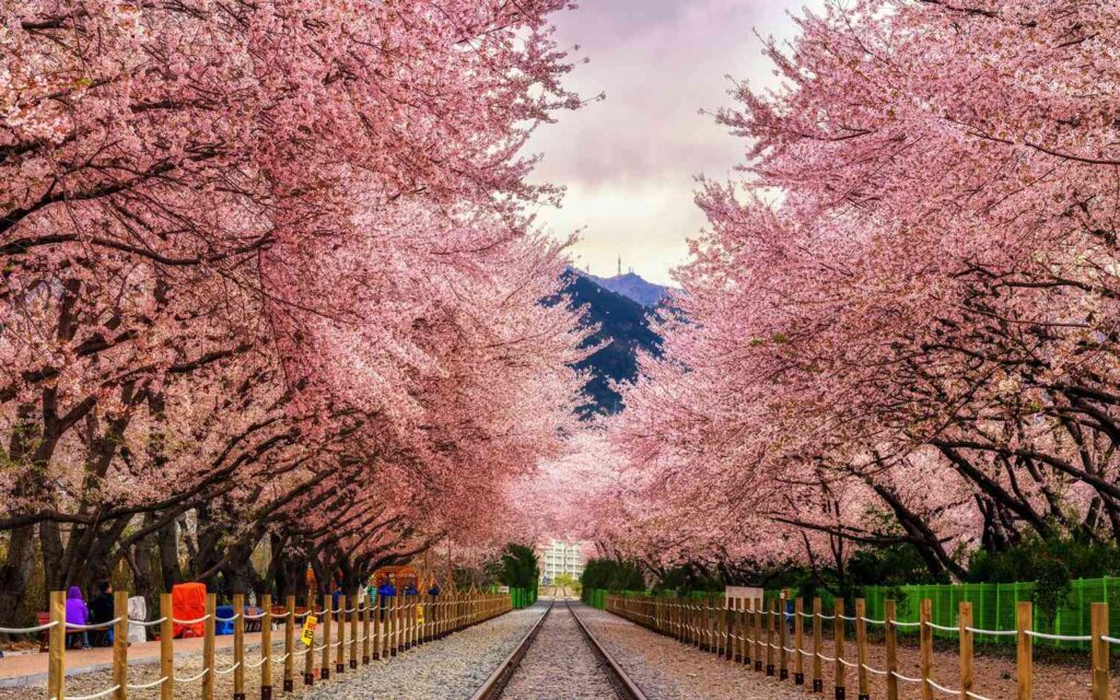 A Blooming Route Through Korea