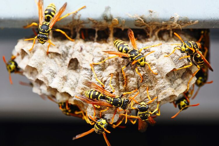At Home and in the Garden: A Simple Trick to Repel Wasps Without Harming Them